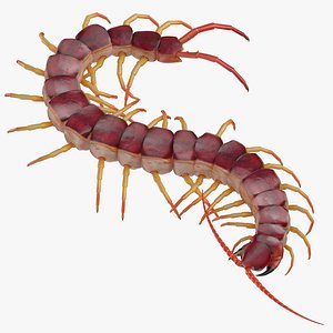 3D centipede rigged