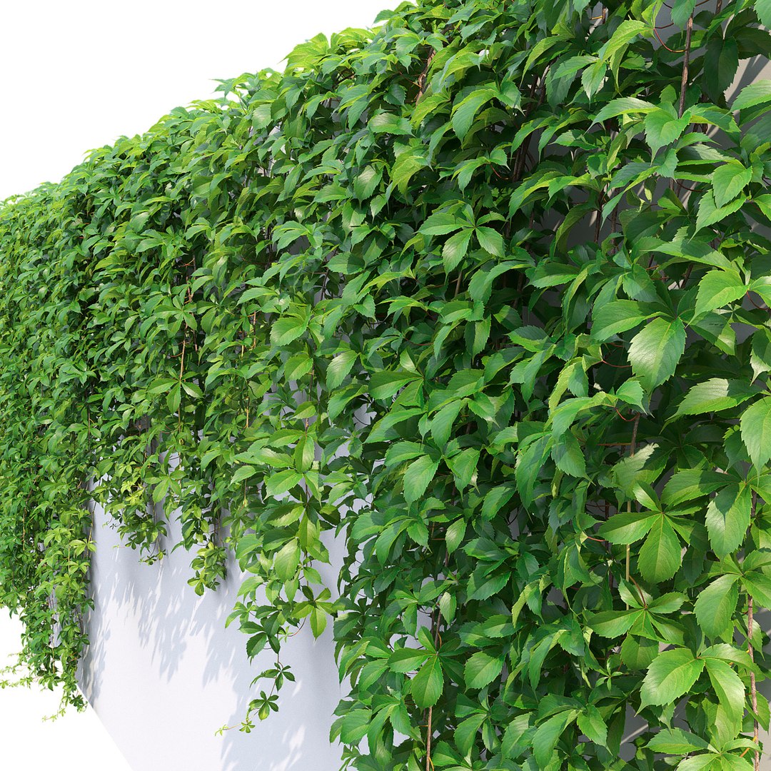 Virginia Creeper 01 3D https://p.turbosquid.com/ts-thumb/C2/iSrI5X/4G/2/jpg/1638100238/1920x1080/fit_q87/4de73b6594f09f222fc09e5c63a8d1e366571beb/2.jpg