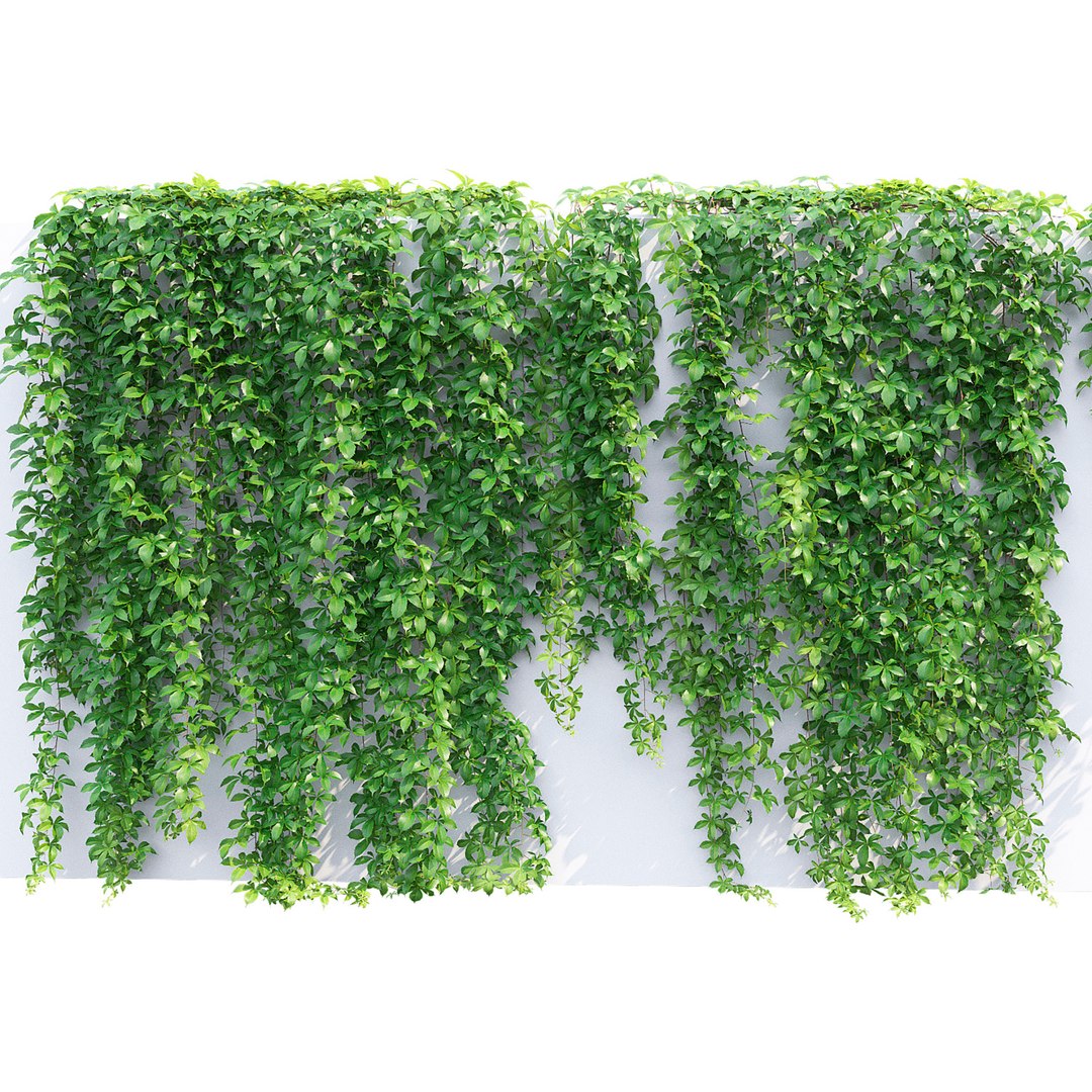 Virginia Creeper 01 3D https://p.turbosquid.com/ts-thumb/C2/iSrI5X/Pi/3/jpg/1638100289/1920x1080/fit_q87/e9b1e6b4e3c6b81a7e83de9c4ad56a322d70ed07/3.jpg