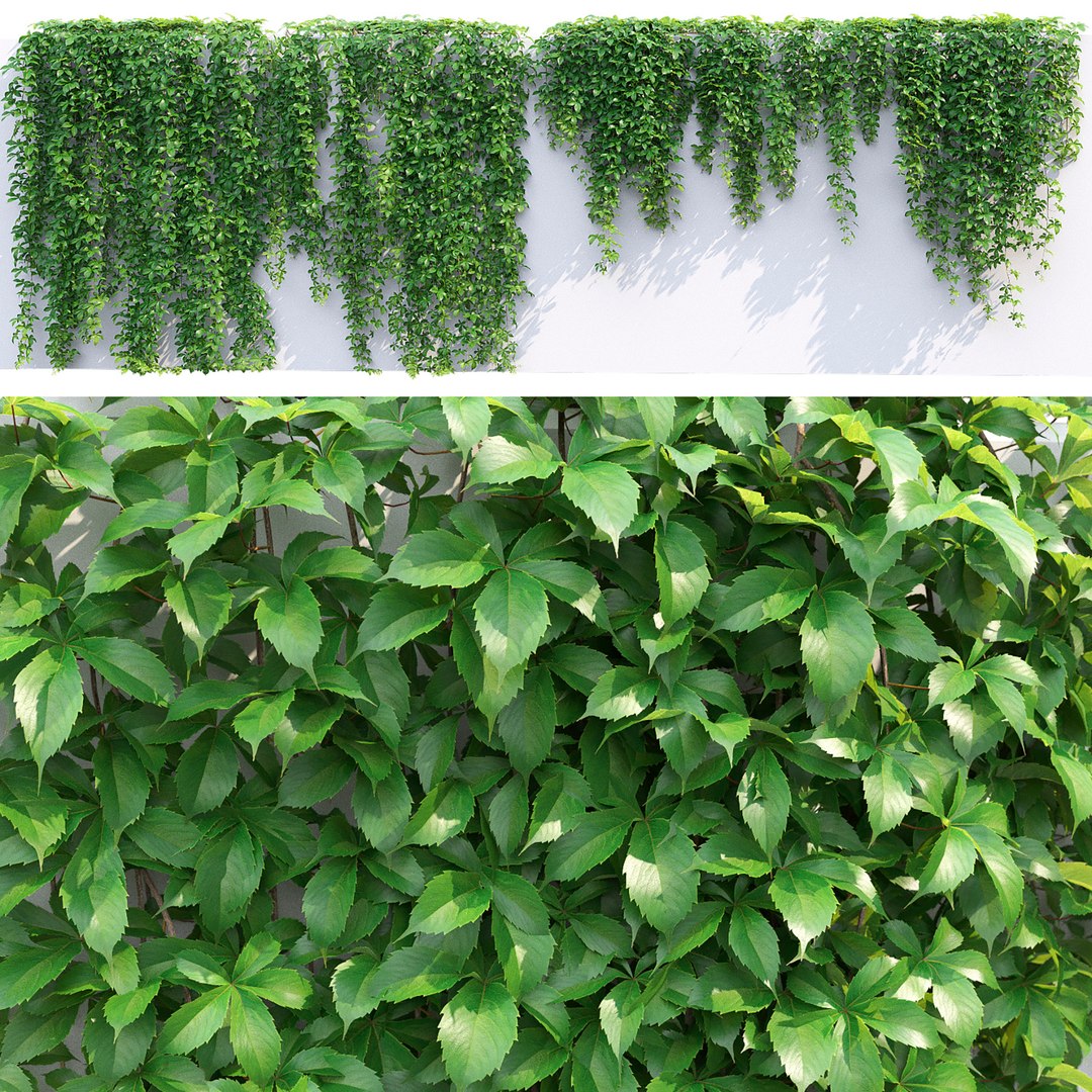 Virginia Creeper 01 3D https://p.turbosquid.com/ts-thumb/C2/iSrI5X/Xb/5/jpg/1638100238/1920x1080/fit_q87/4834504ae9a1cec3564a388b84581297dafbed73/5.jpg