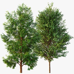 AV Black locust and Canadian Poplar 2 Trees