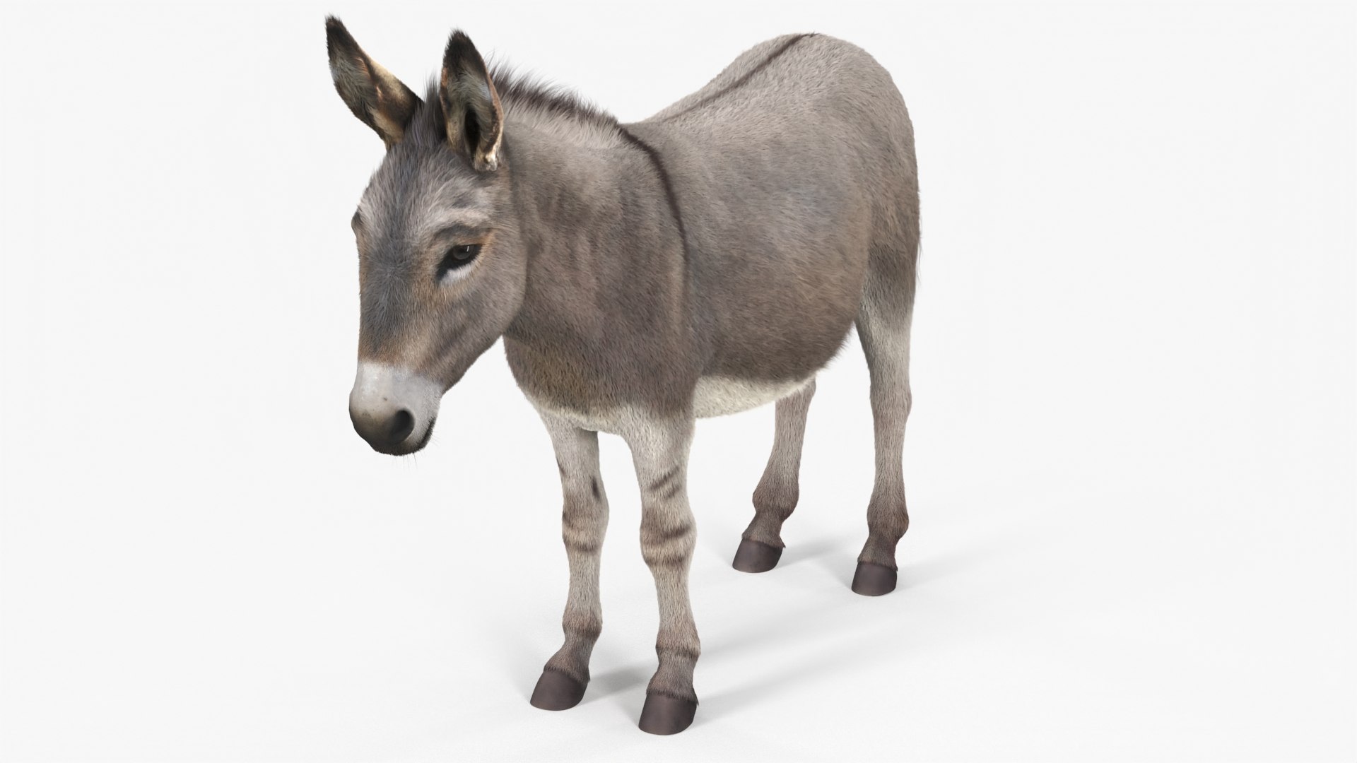 Short-Haired Pack Donkey Fur for Maya Rigged 3D model preview