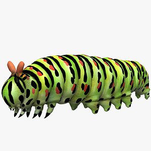 Machaon Maggot
