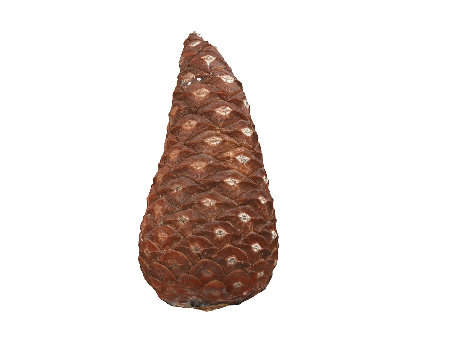 3D mega conifer cone pack model https://p.turbosquid.com/ts-thumb/C3/J7i6rg/4bKqbrcf/232333/jpg/1534776259/1920x1080/fit_q87/4cff7d47f9caa5829ea5bd4282ac1e160f7a0c52/232333.jpg