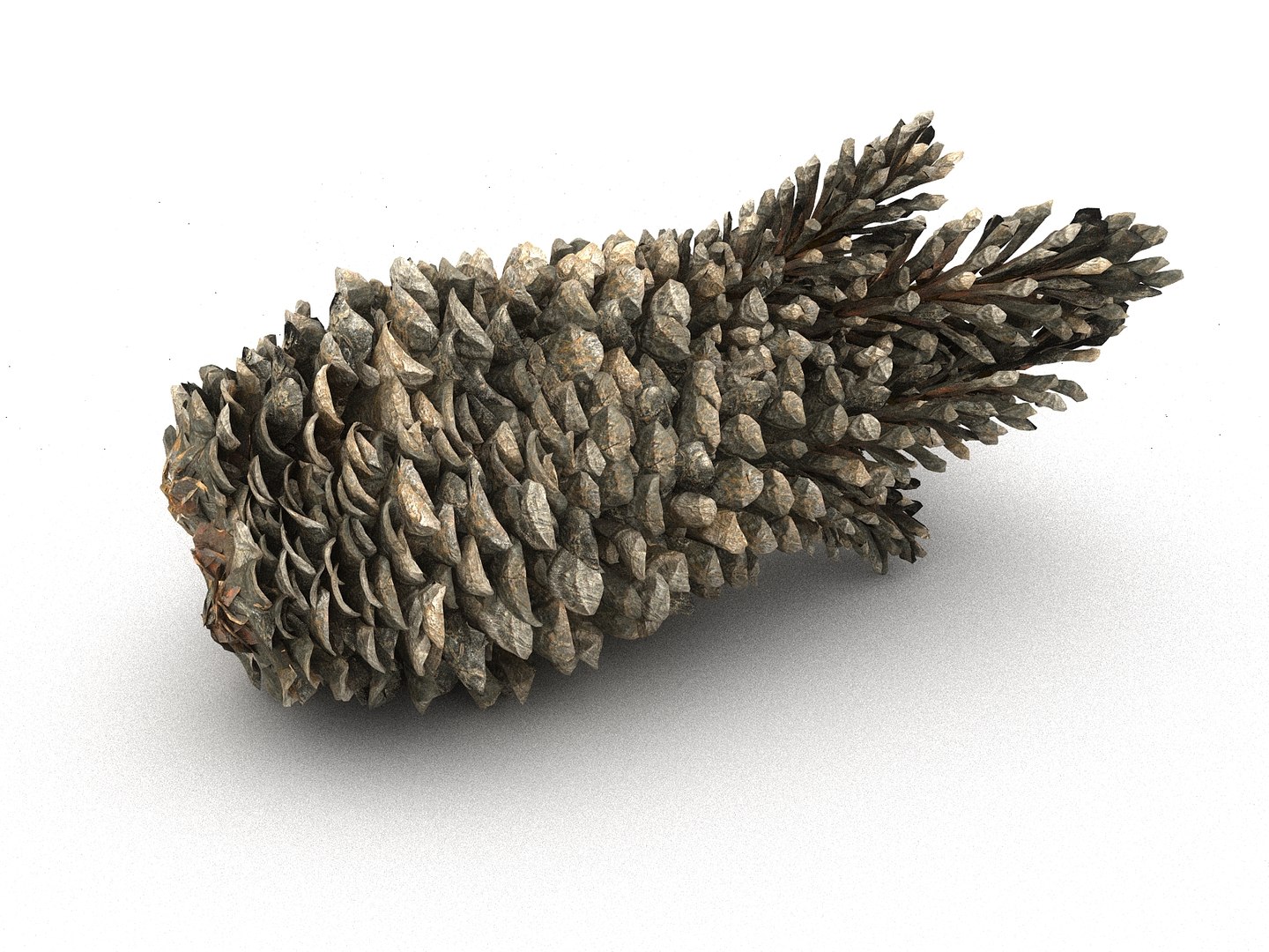 3D mega conifer cone pack model https://p.turbosquid.com/ts-thumb/C3/J7i6rg/7qdpDqyL/67678/jpg/1534761297/1920x1080/fit_q87/8fbcc6961b9afac5e1835e5991e17df19c7a6fae/67678.jpg