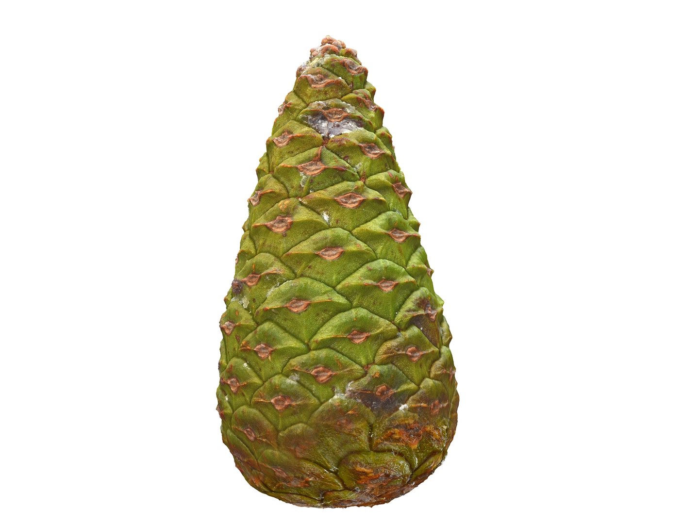 3D mega conifer cone pack model https://p.turbosquid.com/ts-thumb/C3/J7i6rg/8S1Xm706/44555/jpg/1534776285/1920x1080/fit_q87/a8d28e74529d8811147287e6ce1f29dd741efaf4/44555.jpg