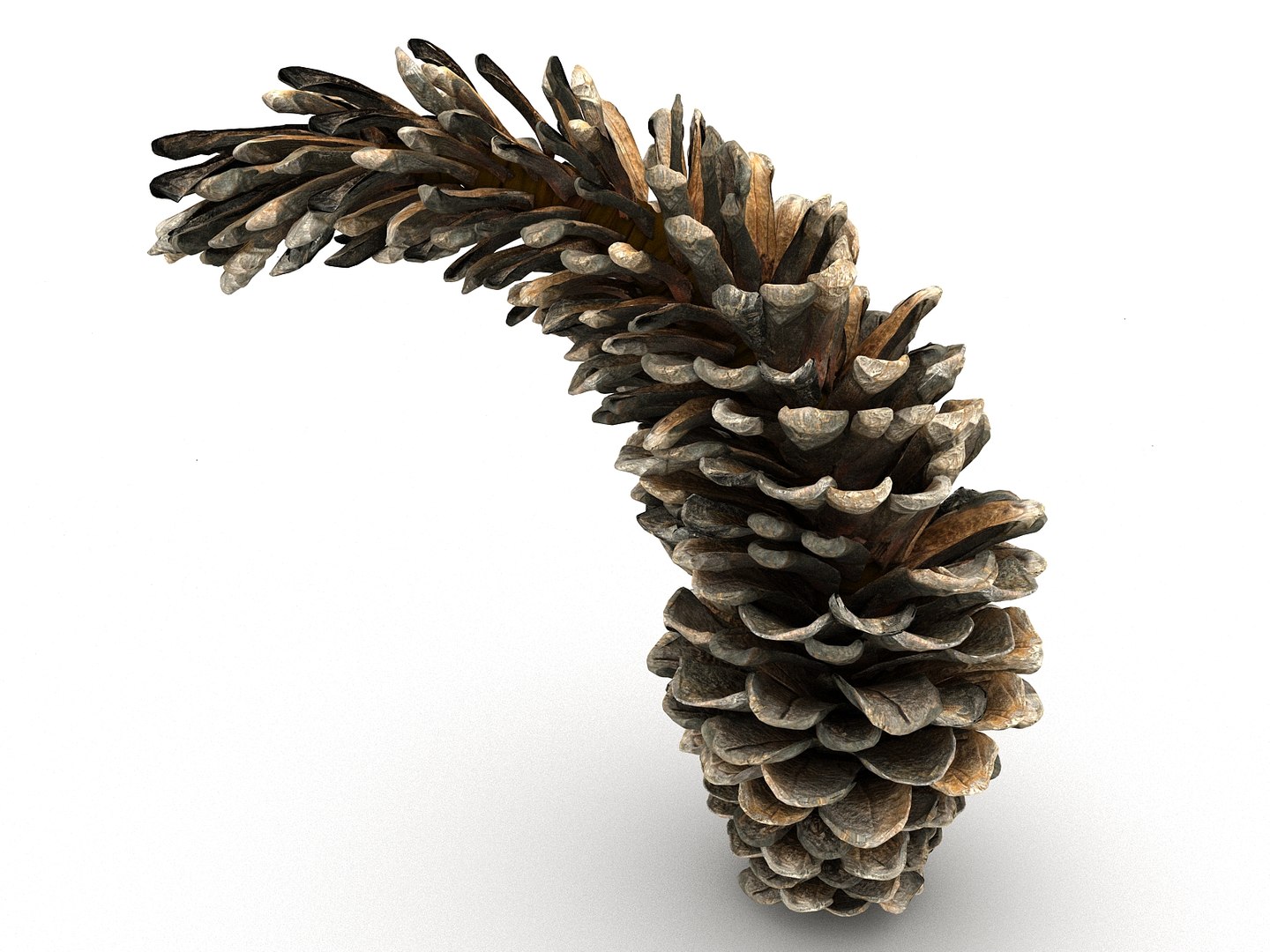 3D mega conifer cone pack model https://p.turbosquid.com/ts-thumb/C3/J7i6rg/9mPOfdJZ/55666/jpg/1534776316/1920x1080/fit_q87/e3fbf4c64ab064af21f2e94cdbeb472430d62e5e/55666.jpg