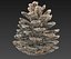 Conifer Cone Mega Pack 105
