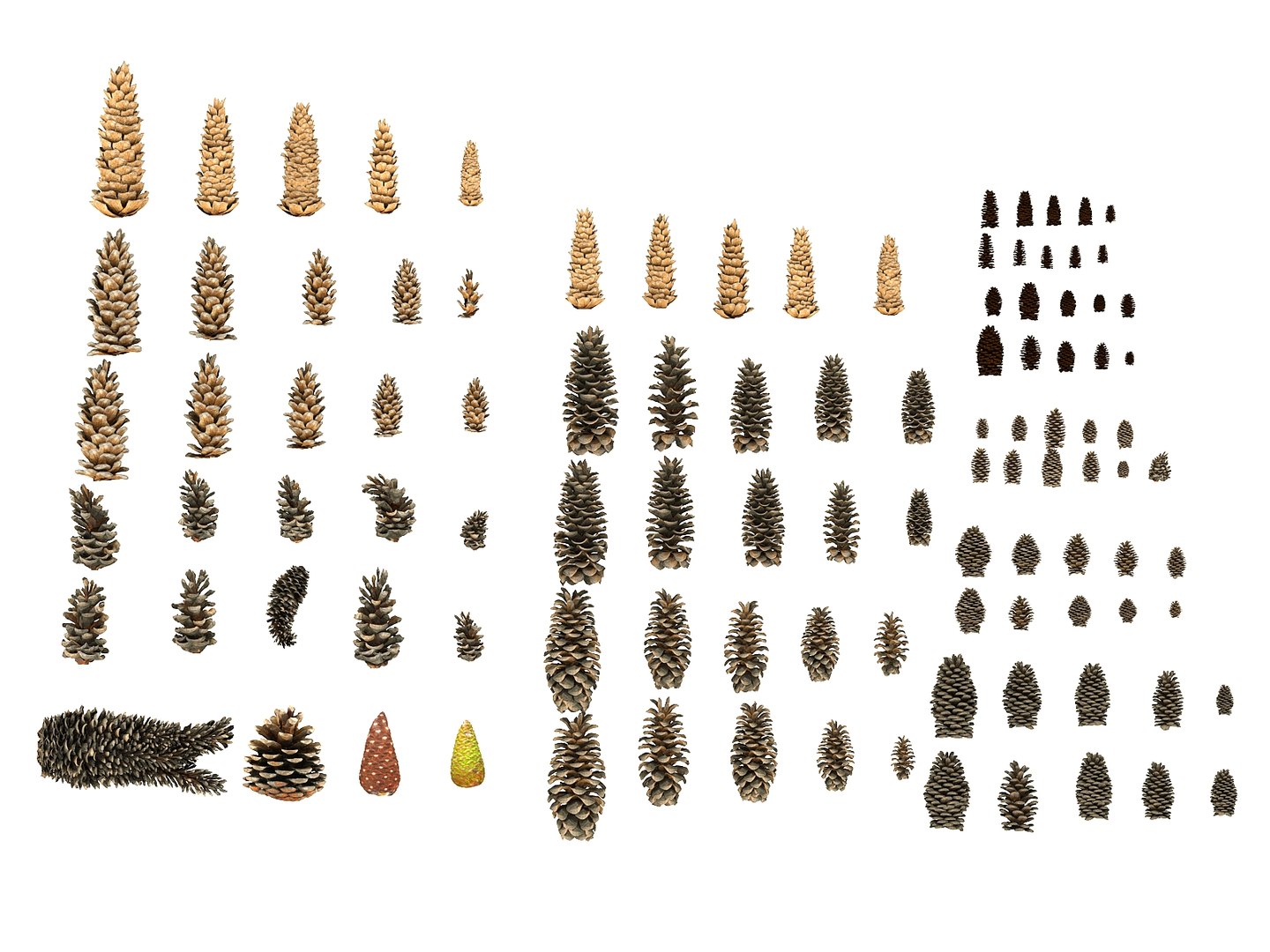 3D mega conifer cone pack model https://p.turbosquid.com/ts-thumb/C3/J7i6rg/D1OTyK8y/667658/jpg/1534776095/1920x1080/fit_q87/43975aa3212524cb7dbb9160dd1437e665c7d44c/667658.jpg