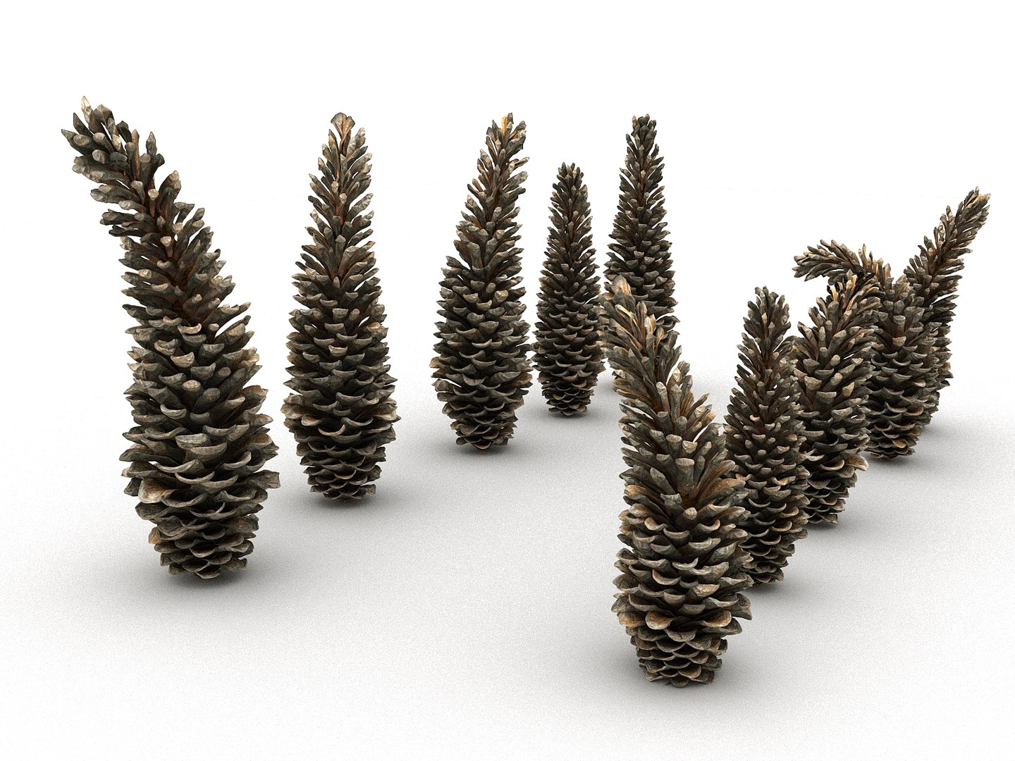 3D mega conifer cone pack model https://p.turbosquid.com/ts-thumb/C3/J7i6rg/GqZZ26q5/565667/jpg/1534776316/1920x1080/fit_q87/ae9f1b230efe85b50614d54c452a3062a54a880b/565667.jpg