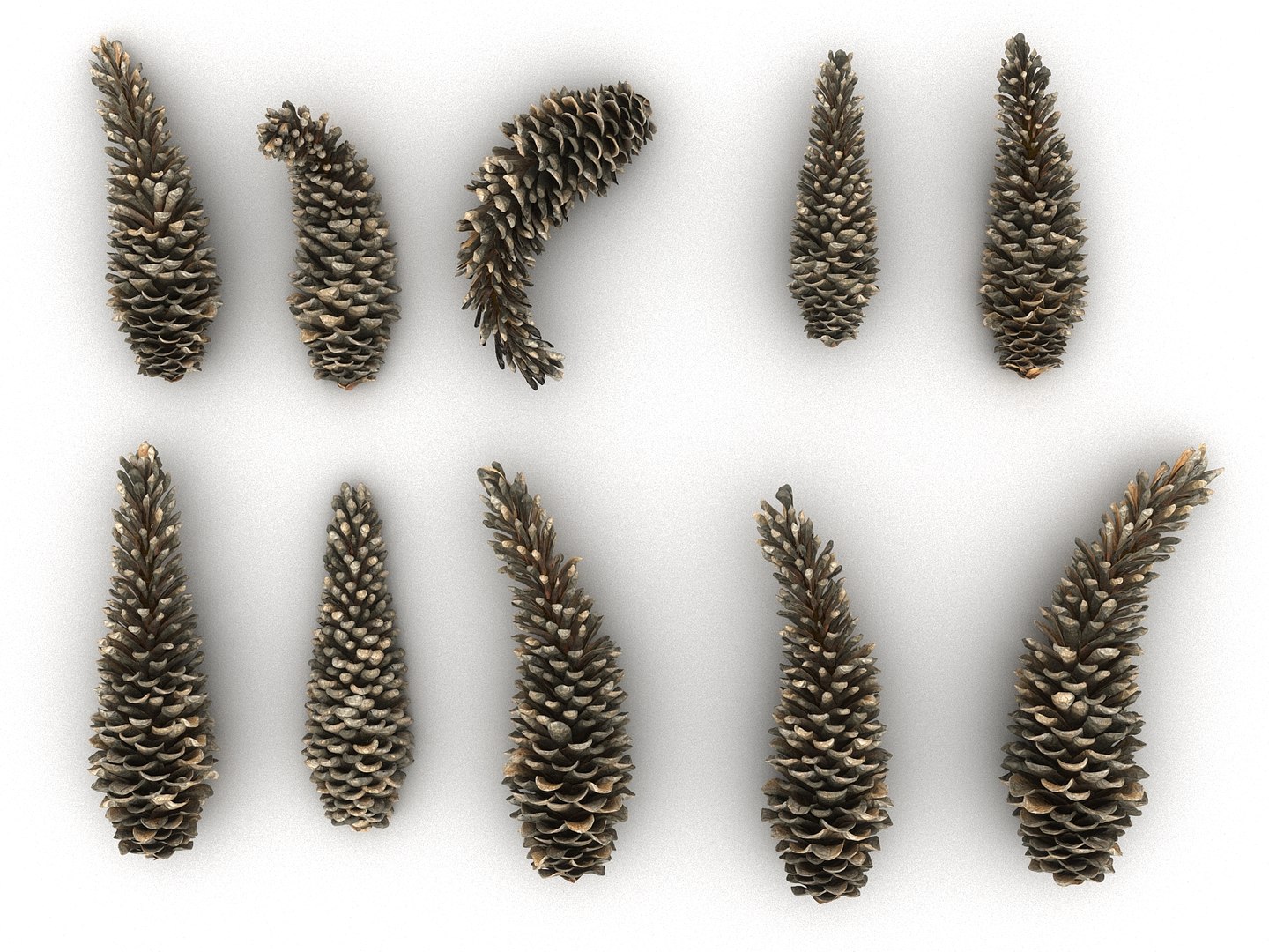 3D mega conifer cone pack model https://p.turbosquid.com/ts-thumb/C3/J7i6rg/Iyd2Ltoa/334345/jpg/1534776316/1920x1080/fit_q87/36fce13644f6301e50f1a9f1b63a73ef535ee310/334345.jpg