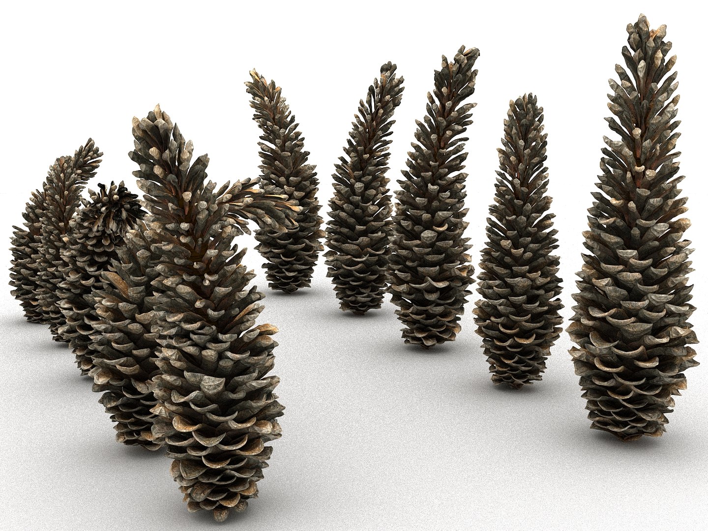 3D mega conifer cone pack model https://p.turbosquid.com/ts-thumb/C3/J7i6rg/L0g6S4Ku/333445/jpg/1534776316/1920x1080/fit_q87/b0e01f593c14a521d9e8c1b579aa0d8b73d35177/333445.jpg