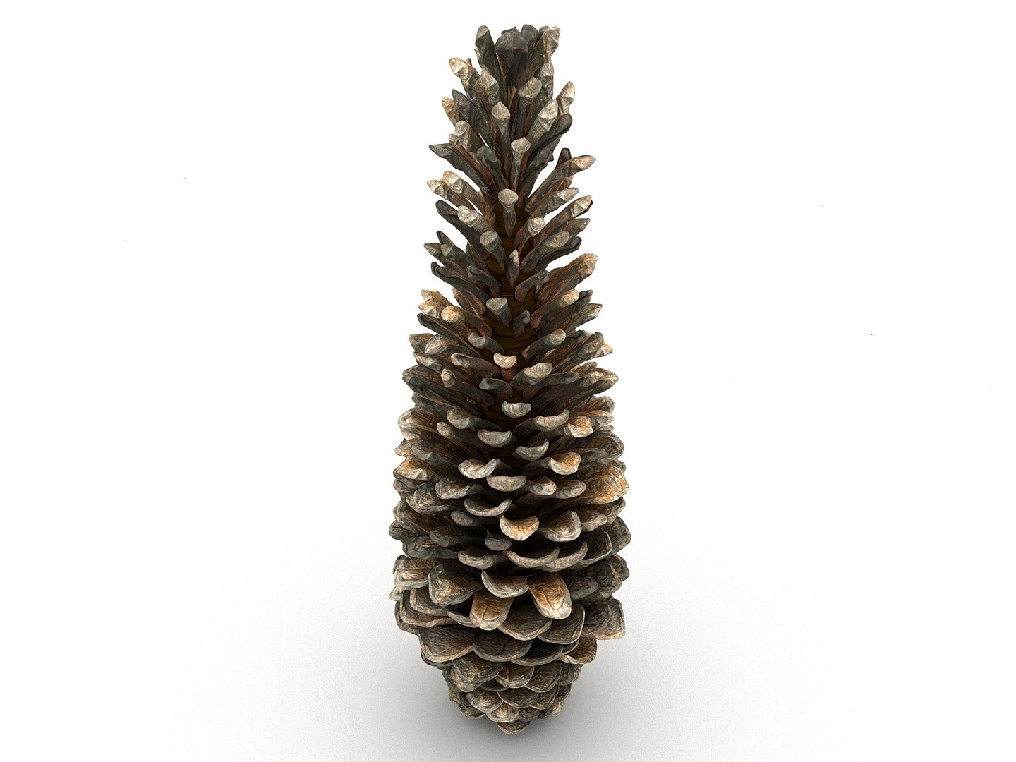 3D mega conifer cone pack model https://p.turbosquid.com/ts-thumb/C3/J7i6rg/L4v9g9Vd/6767/jpg/1534776316/1920x1080/fit_q87/ef71caff173d55122447dd0caa36321e3eb7d0b0/6767.jpg