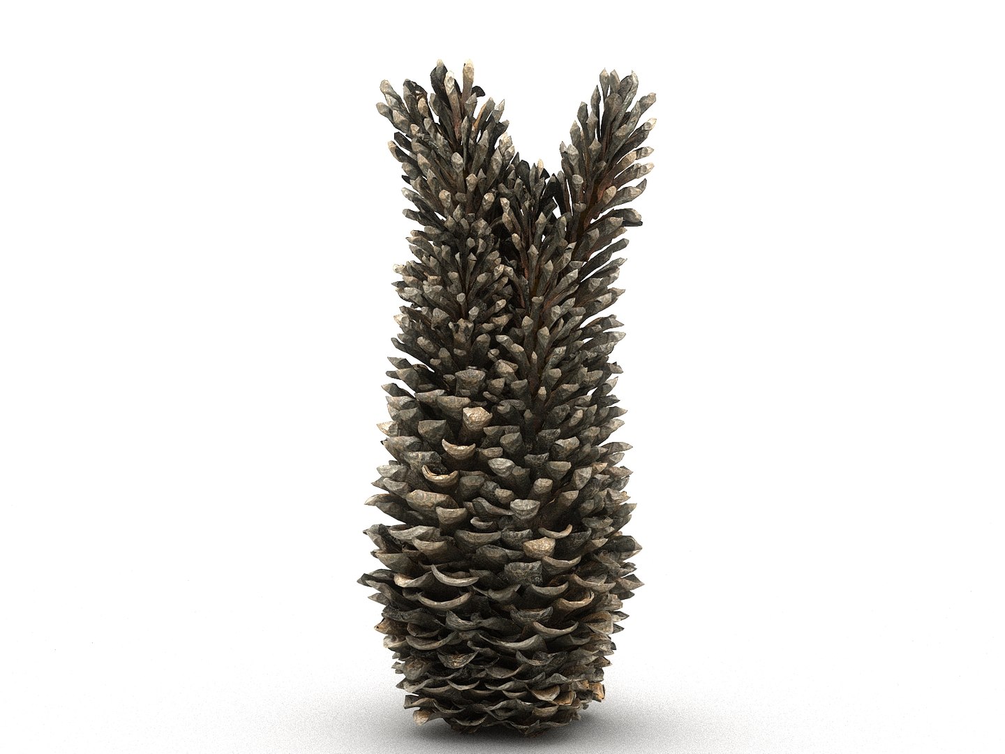 3D mega conifer cone pack model https://p.turbosquid.com/ts-thumb/C3/J7i6rg/NjARzwIK/5657/jpg/1534761296/1920x1080/fit_q87/446af6979127f23790e52132cf16d745f202ca1b/5657.jpg
