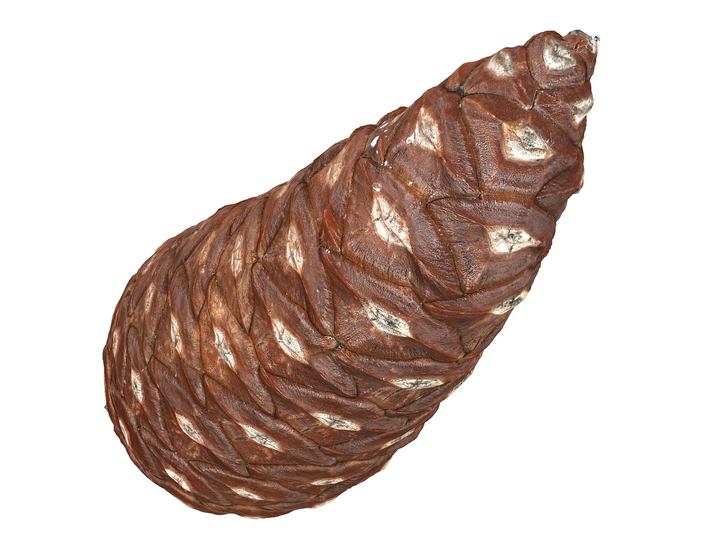 3D mega conifer cone pack model https://p.turbosquid.com/ts-thumb/C3/J7i6rg/OEllFMv5/778768/jpg/1534776259/1920x1080/fit_q87/eb5f8c7824cd40797746f3a80e24ac5a38abfa5e/778768.jpg