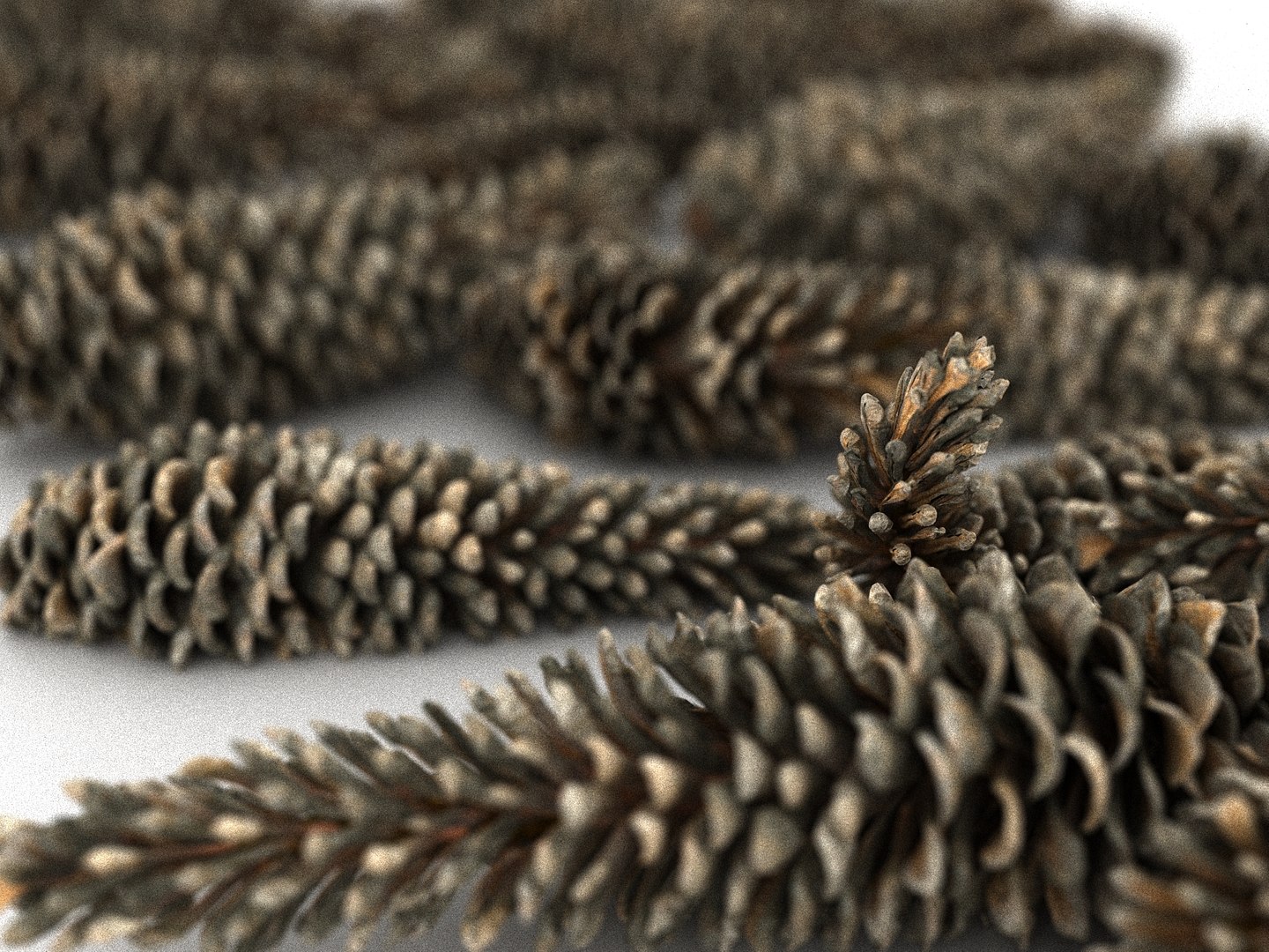3D mega conifer cone pack model https://p.turbosquid.com/ts-thumb/C3/J7i6rg/ONuOfQ8d/22345/jpg/1534776316/1920x1080/fit_q87/60efd46bd4ad37af8b7ffea5d14d43b727f77014/22345.jpg