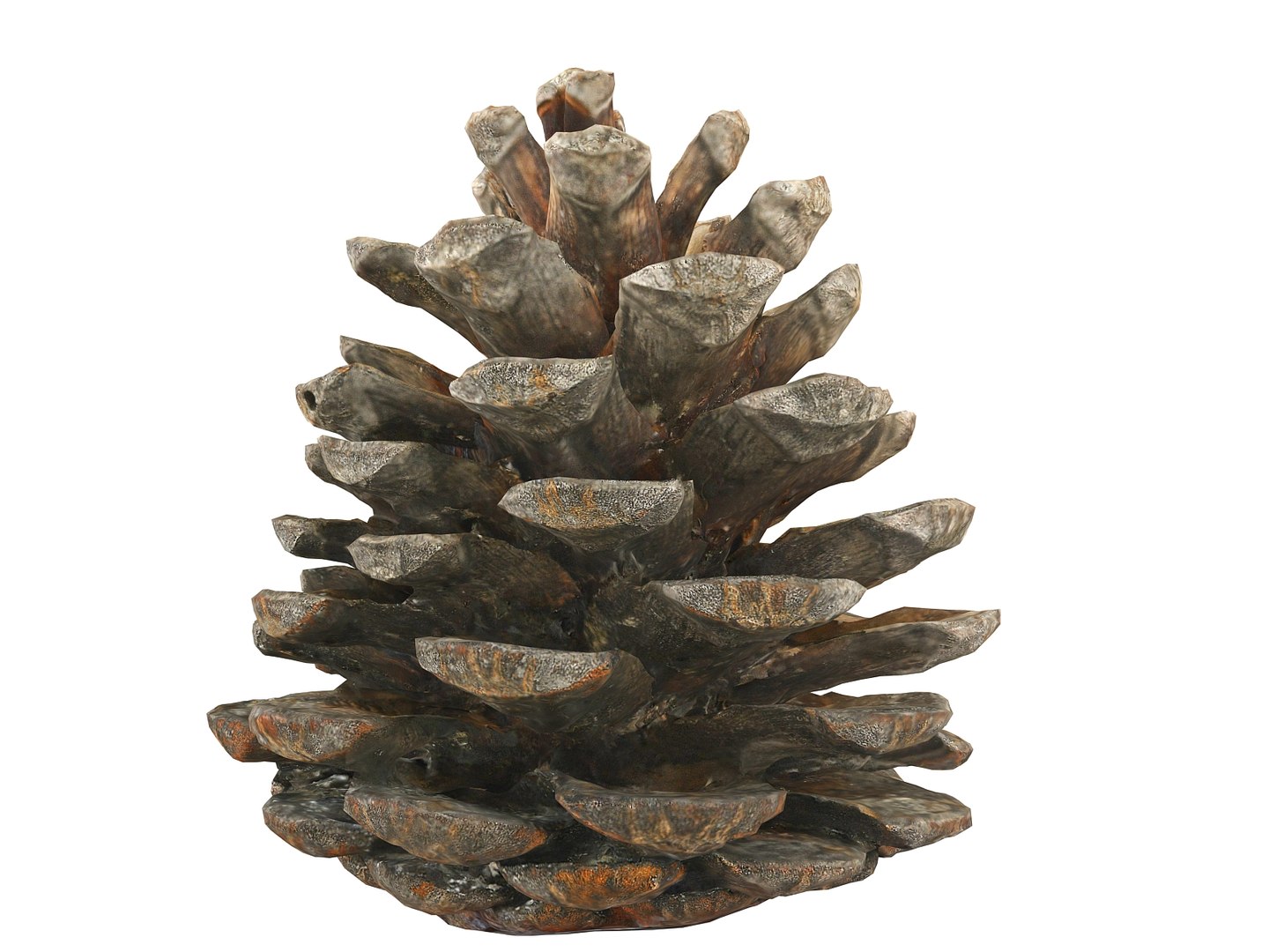 3D mega conifer cone pack model https://p.turbosquid.com/ts-thumb/C3/J7i6rg/RrzlFmGq/9089000/jpg/1534776276/1920x1080/fit_q87/c3cebfe7322ce949c2a27742cb03831ff73f46b3/9089000.jpg