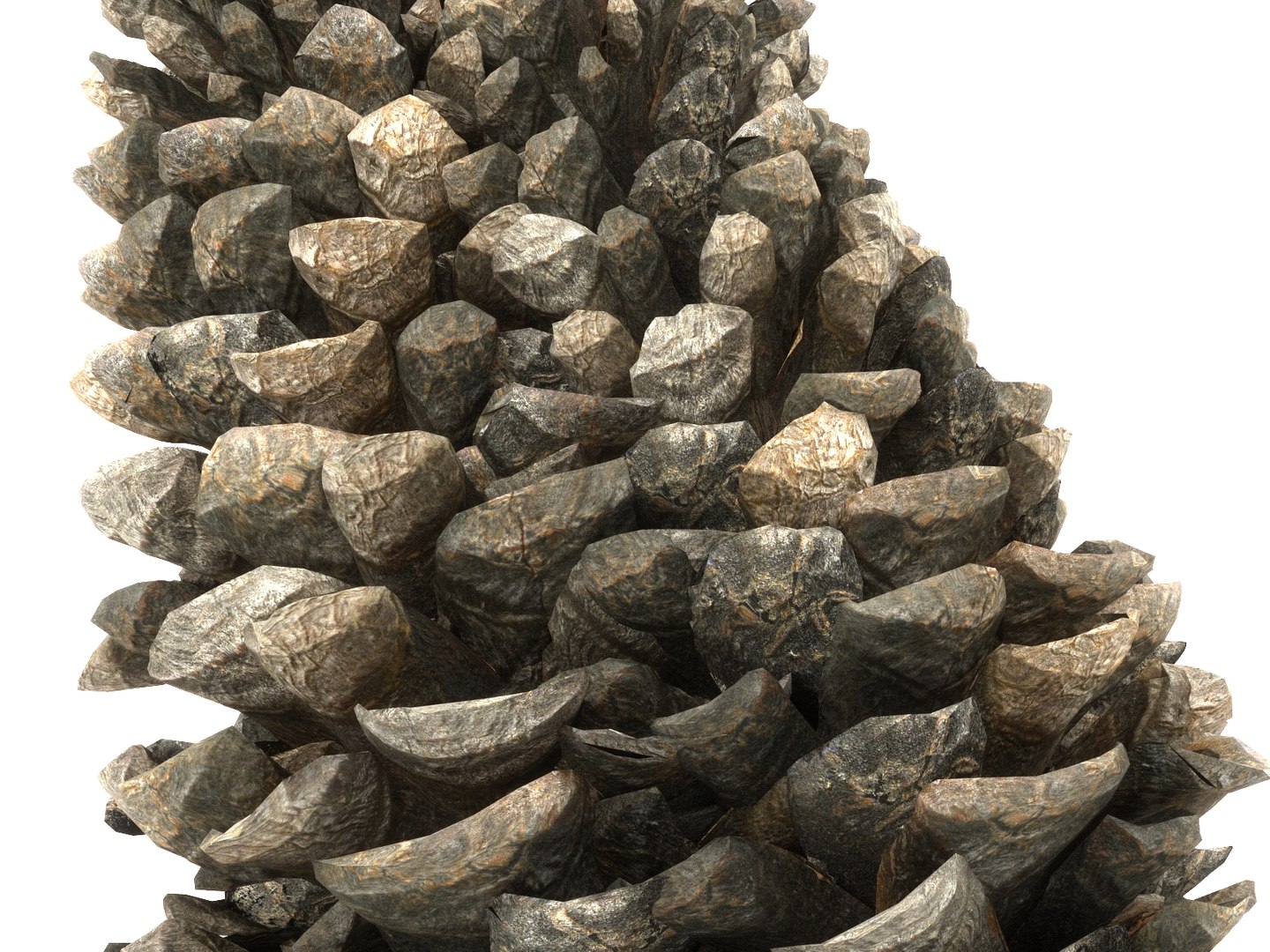 3D mega conifer cone pack model https://p.turbosquid.com/ts-thumb/C3/J7i6rg/X3HUaAIa/3345/jpg/1534761296/1920x1080/fit_q87/75b68846f854323196eeefa1bc75ab11515a807a/3345.jpg