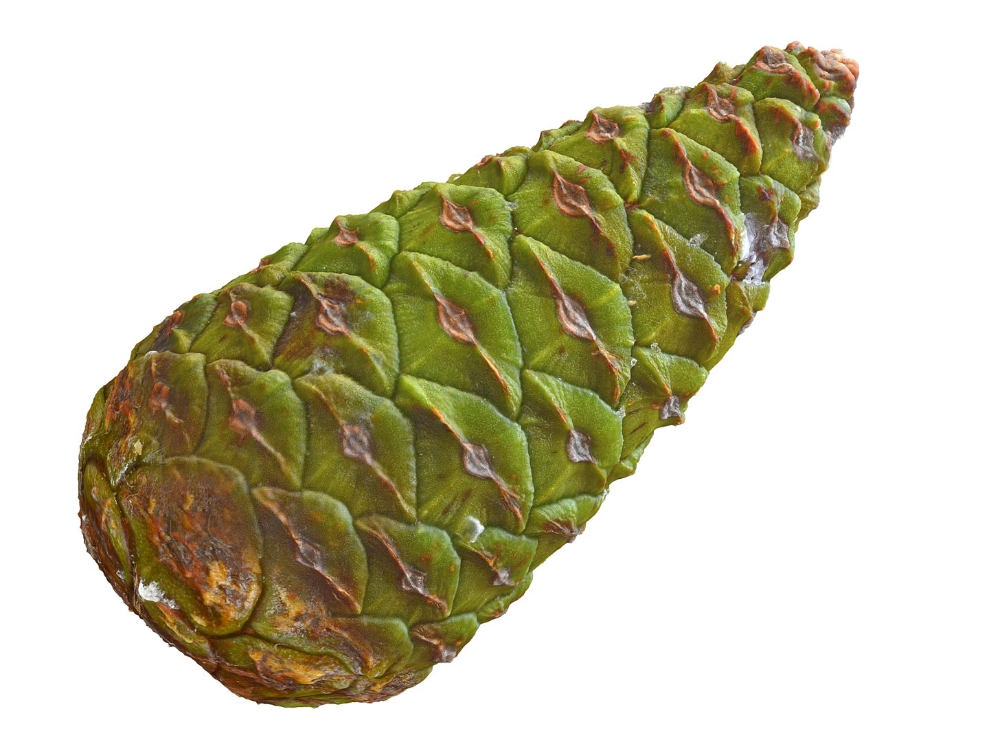 3D mega conifer cone pack model https://p.turbosquid.com/ts-thumb/C3/J7i6rg/X3fWw6zN/677767/jpg/1534776285/1920x1080/fit_q87/dfcdafb76556611b4b042e425ec0749d1ada5ada/677767.jpg