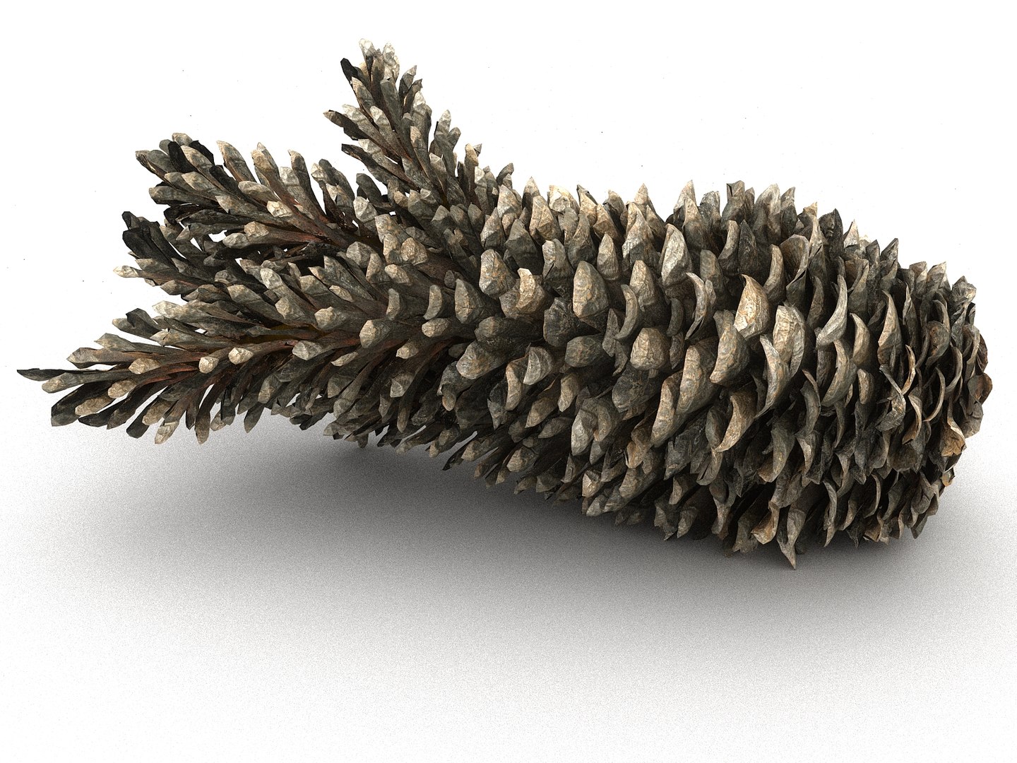 3D mega conifer cone pack model https://p.turbosquid.com/ts-thumb/C3/J7i6rg/hpkSXajd/667678/jpg/1534761297/1920x1080/fit_q87/372820f17243412fe3a09157429b4936c501fdb8/667678.jpg
