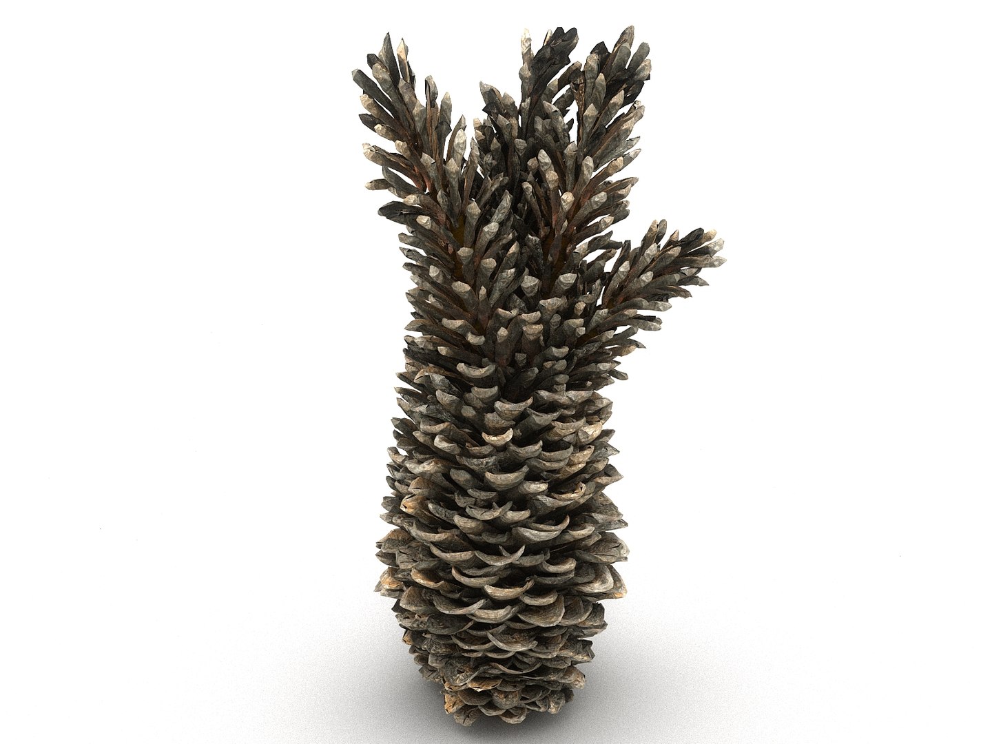 3D mega conifer cone pack model https://p.turbosquid.com/ts-thumb/C3/J7i6rg/igSXaYbB/333445/jpg/1534761297/1920x1080/fit_q87/18a44b844315ef0e288e8cb14c2b43c2dcfa4672/333445.jpg