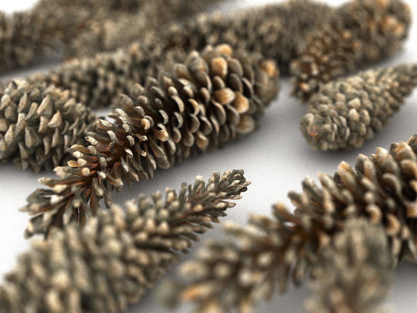 3D mega conifer cone pack model https://p.turbosquid.com/ts-thumb/C3/J7i6rg/kVtNGMAq/44444/jpg/1534776316/1920x1080/fit_q87/bd0820b56d951e2ef1bc26e97fe883f77e6e5813/44444.jpg