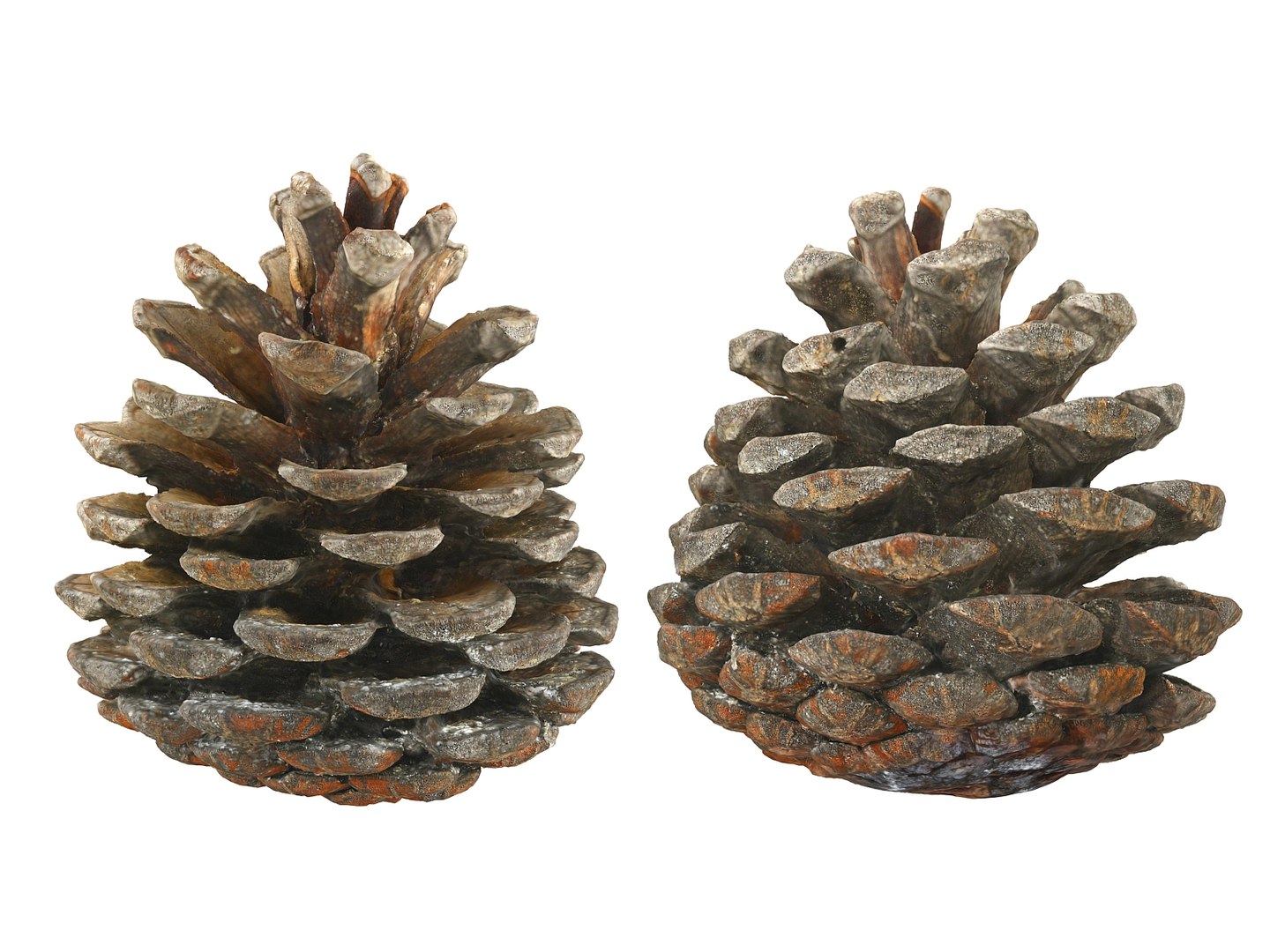 3D mega conifer cone pack model https://p.turbosquid.com/ts-thumb/C3/J7i6rg/pukBaMgb/77867888/jpg/1534776276/1920x1080/fit_q87/7de70545c05db7427fee4664f8432853c990e913/77867888.jpg