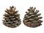 Conifer Cone Mega Pack 105