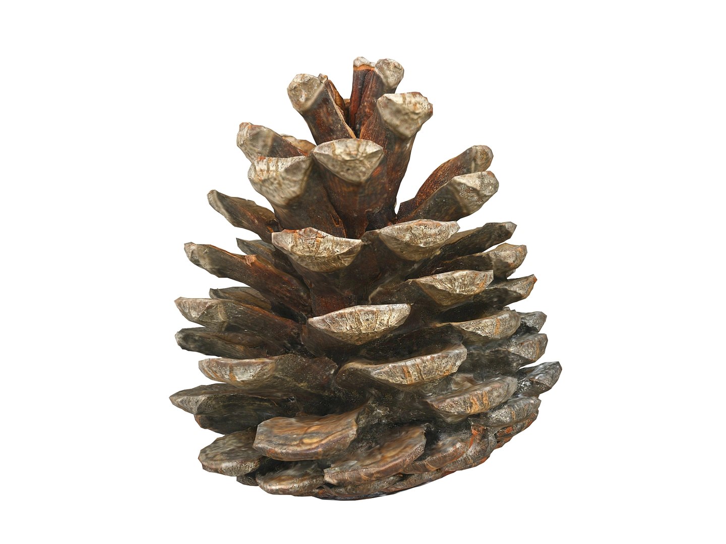 3D mega conifer cone pack model https://p.turbosquid.com/ts-thumb/C3/J7i6rg/qTQy1w7u/4456kopia/jpg/1534776276/1920x1080/fit_q87/3b65b01c6f5c87378456df278c0dd2486a59d774/4456kopia.jpg