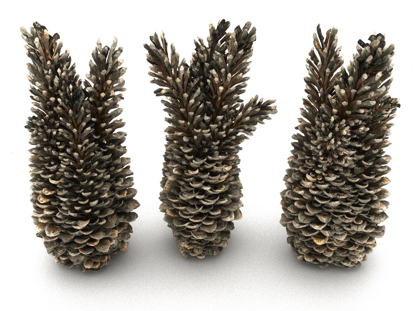 3D mega conifer cone pack model https://p.turbosquid.com/ts-thumb/C3/J7i6rg/qUZ91Ne7/44556/jpg/1534761296/1920x1080/fit_q87/1b90f0ed9784f0b3c5c10209080e69743c7309e7/44556.jpg
