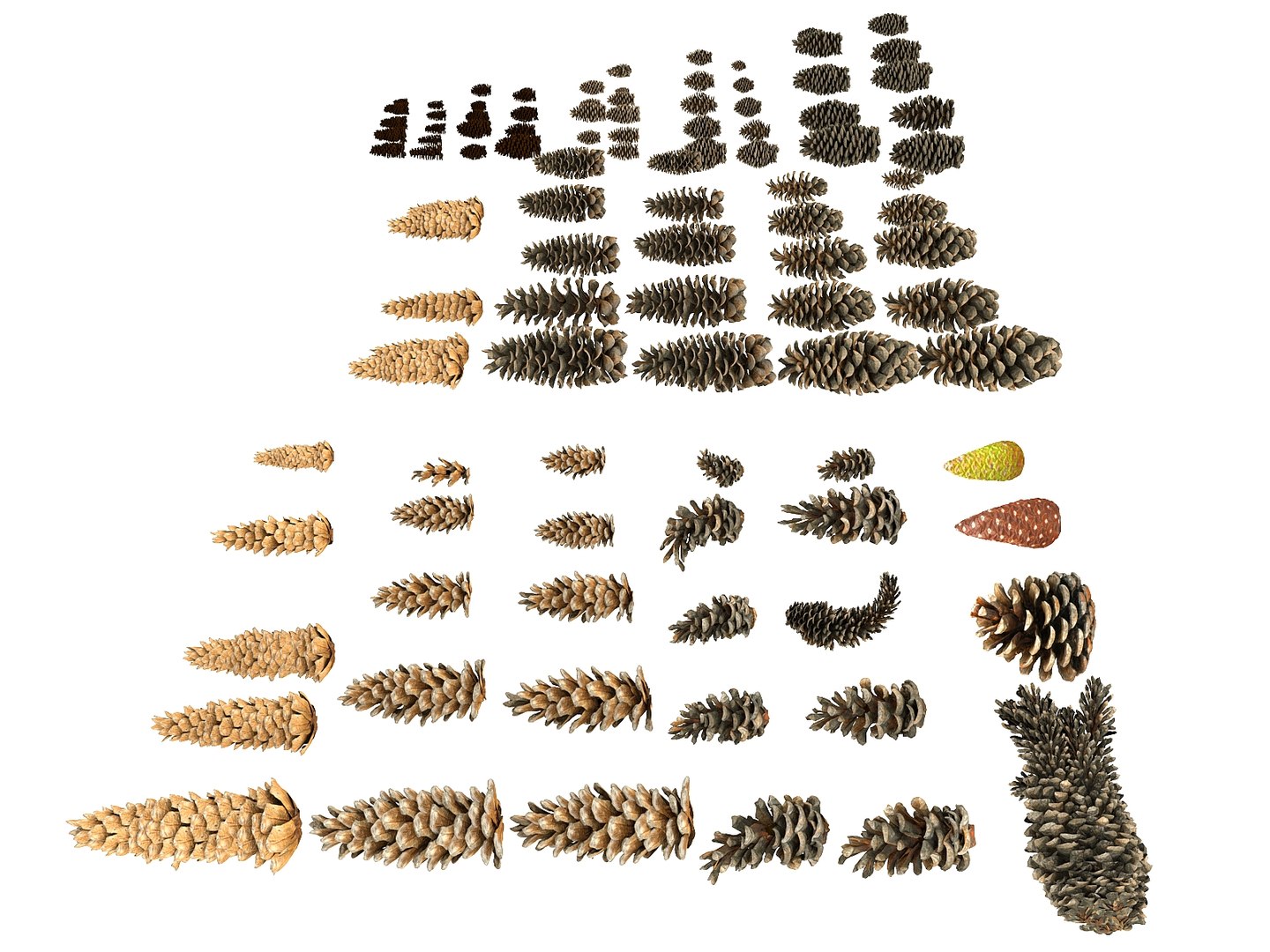 3D mega conifer cone pack model https://p.turbosquid.com/ts-thumb/C3/J7i6rg/vuQq6GMv/55677889/jpg/1534776682/1920x1080/fit_q87/d83e820137577e70b5d2e49664f63a378a15ddf6/55677889.jpg