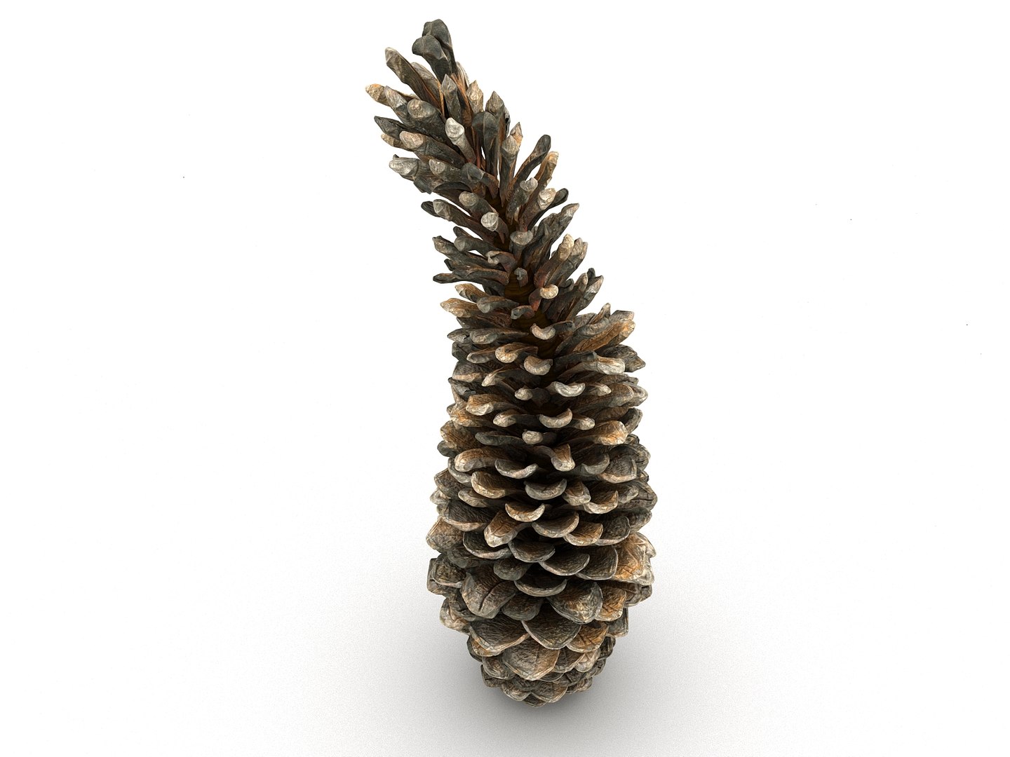 3D mega conifer cone pack model https://p.turbosquid.com/ts-thumb/C3/J7i6rg/yw2uGvgF/66767/jpg/1534776316/1920x1080/fit_q87/8fb8215553b50a2ccba30d81518632855fbc15e1/66767.jpg