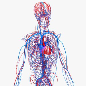3D model Human circulatory system