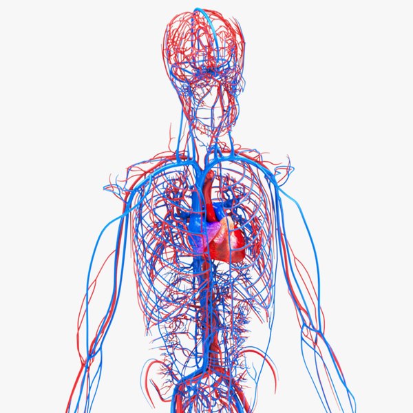 modelo 3d sistema circulatorio humano - TurboSquid 1922757