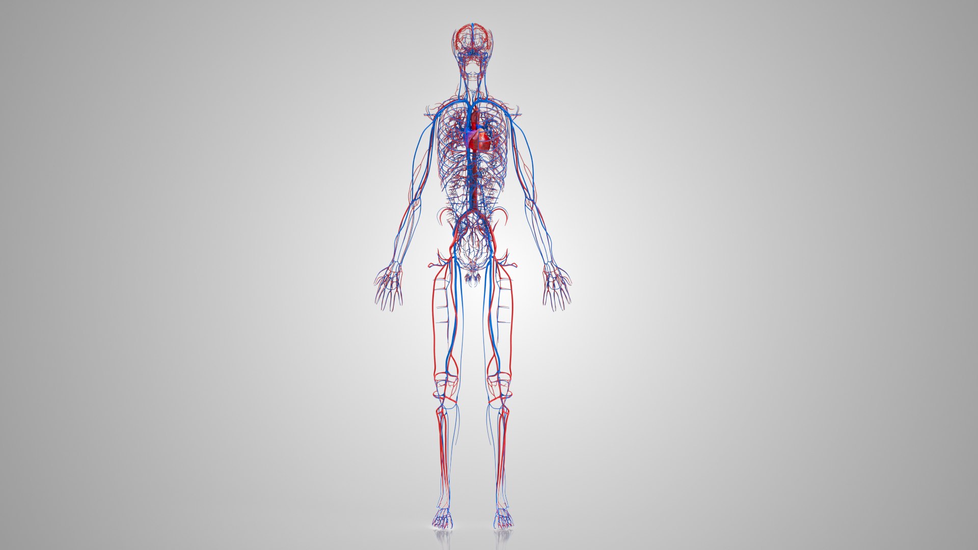 3D model Human circulatory system - TurboSquid 1922757