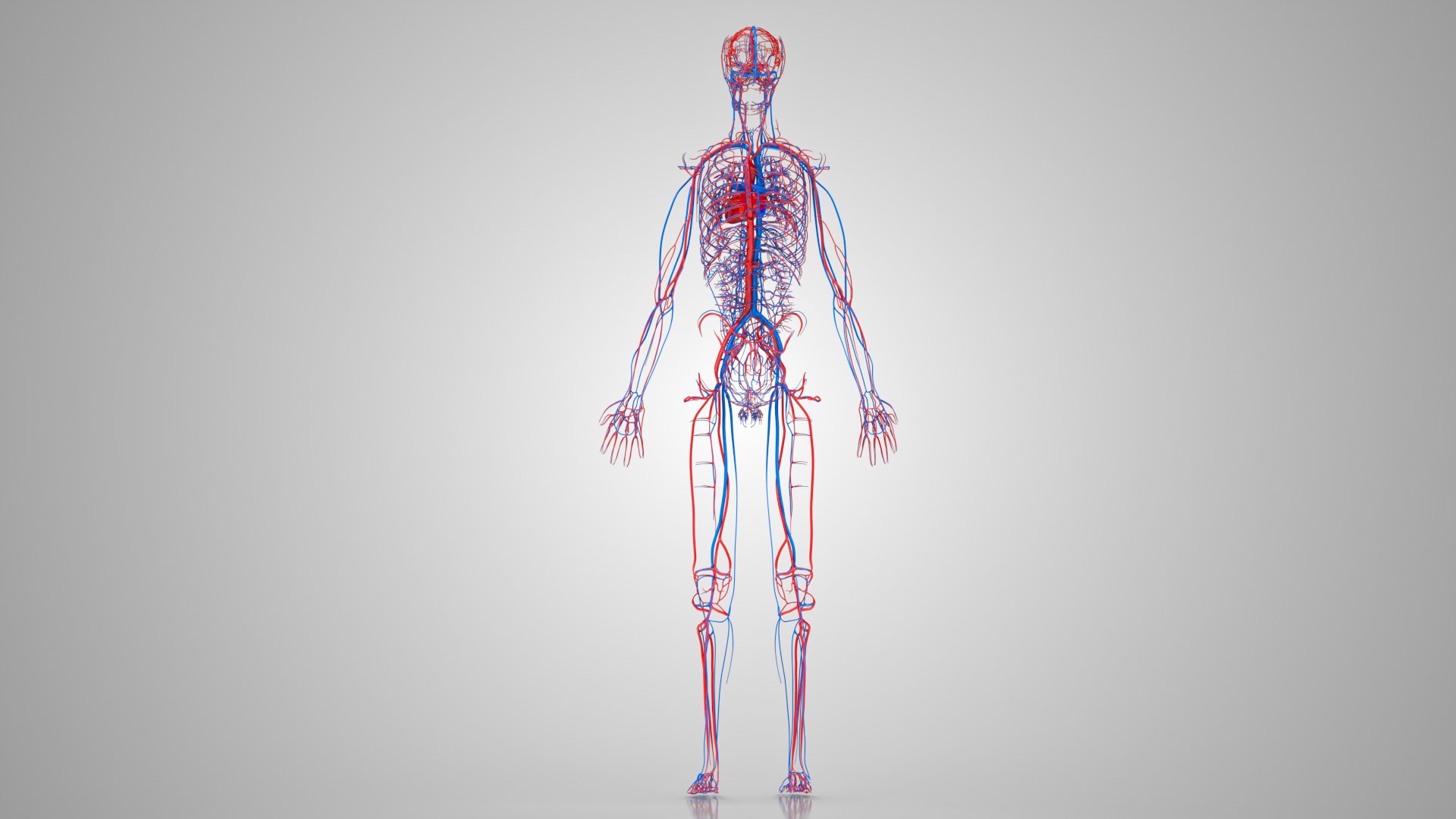 3D model Human circulatory system - TurboSquid 1922757
