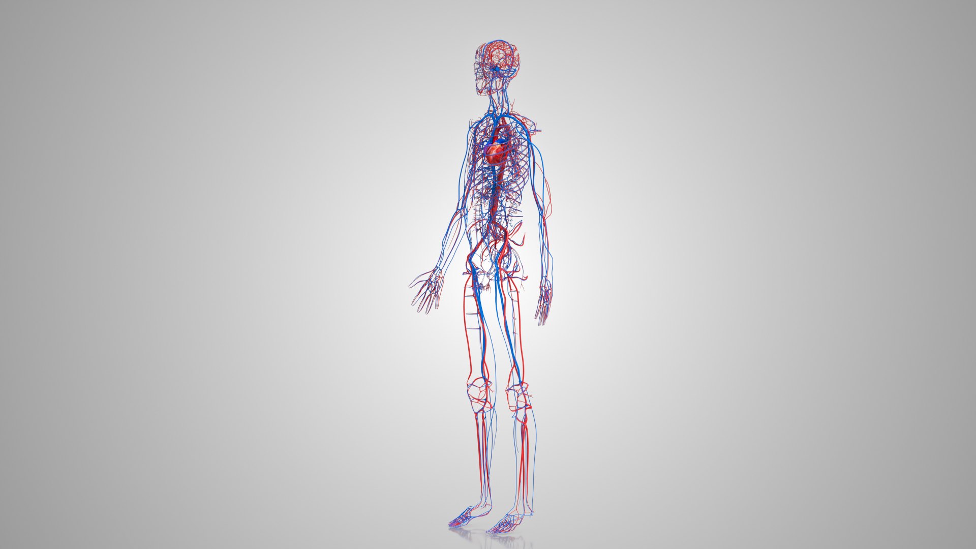 3D Model Human Circulatory System - TurboSquid 1922757