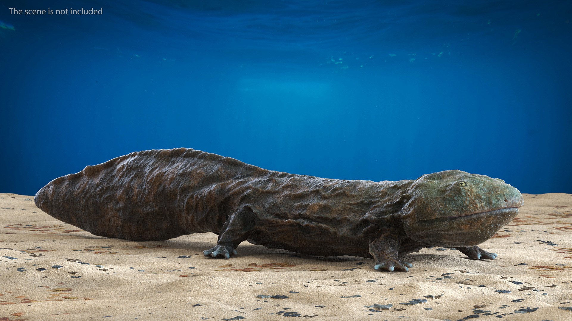 Aquatic Salamander Light Wet Rigged for Maya 3D model https://p.turbosquid.com/ts-thumb/C3/W57y6n/2S/aquaticsalamanderlightwetriggedformaya3dsmodel006/jpg/1721769522/1920x1080/fit_q87/dca9f88974ae90c4b464871e26ddd1c6dc992aa2/aquaticsalamanderlightwetriggedformaya3dsmodel006.jpg