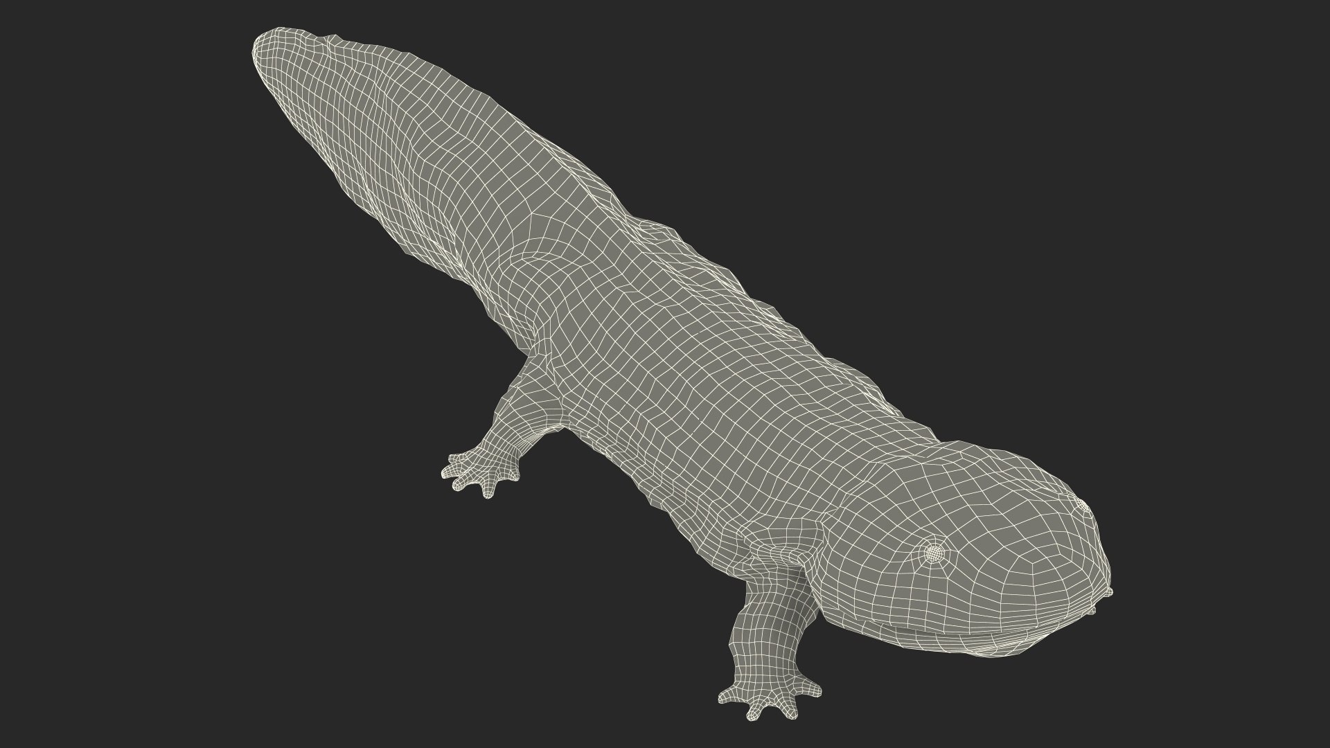 Aquatic Salamander Light Wet Rigged for Maya 3D model https://p.turbosquid.com/ts-thumb/C3/W57y6n/DW/aquaticsalamanderlightwetriggedformaya3dsmodel028/jpg/1721769624/1920x1080/fit_q87/3f6c2f1d016fea385c2df0643943f5f4b62a5c30/aquaticsalamanderlightwetriggedformaya3dsmodel028.jpg