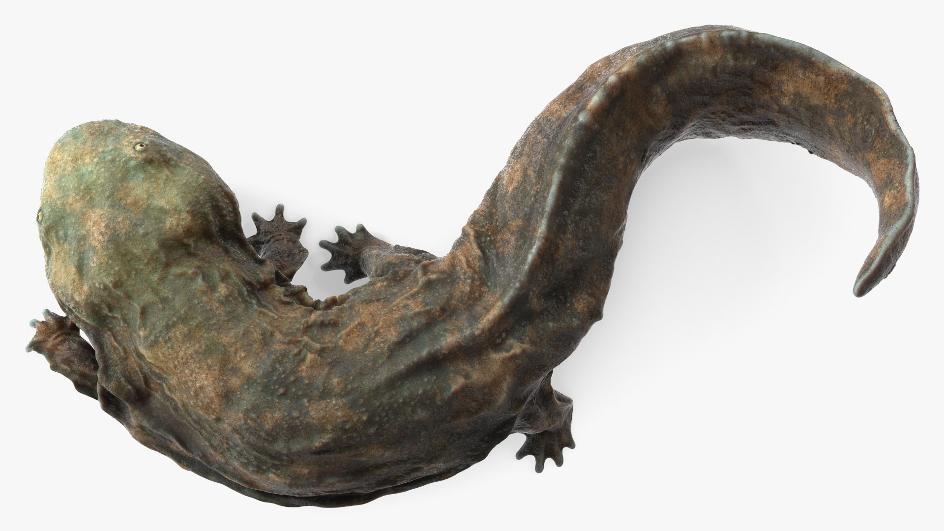 Aquatic Salamander Light Wet Rigged for Maya 3D model https://p.turbosquid.com/ts-thumb/C3/W57y6n/Qb/aquaticsalamanderlightwetriggedformaya3dsmodel016/jpg/1721769565/1920x1080/fit_q87/a124e7c91cdc62039dd22463cbf5a63cf6b9bd50/aquaticsalamanderlightwetriggedformaya3dsmodel016.jpg