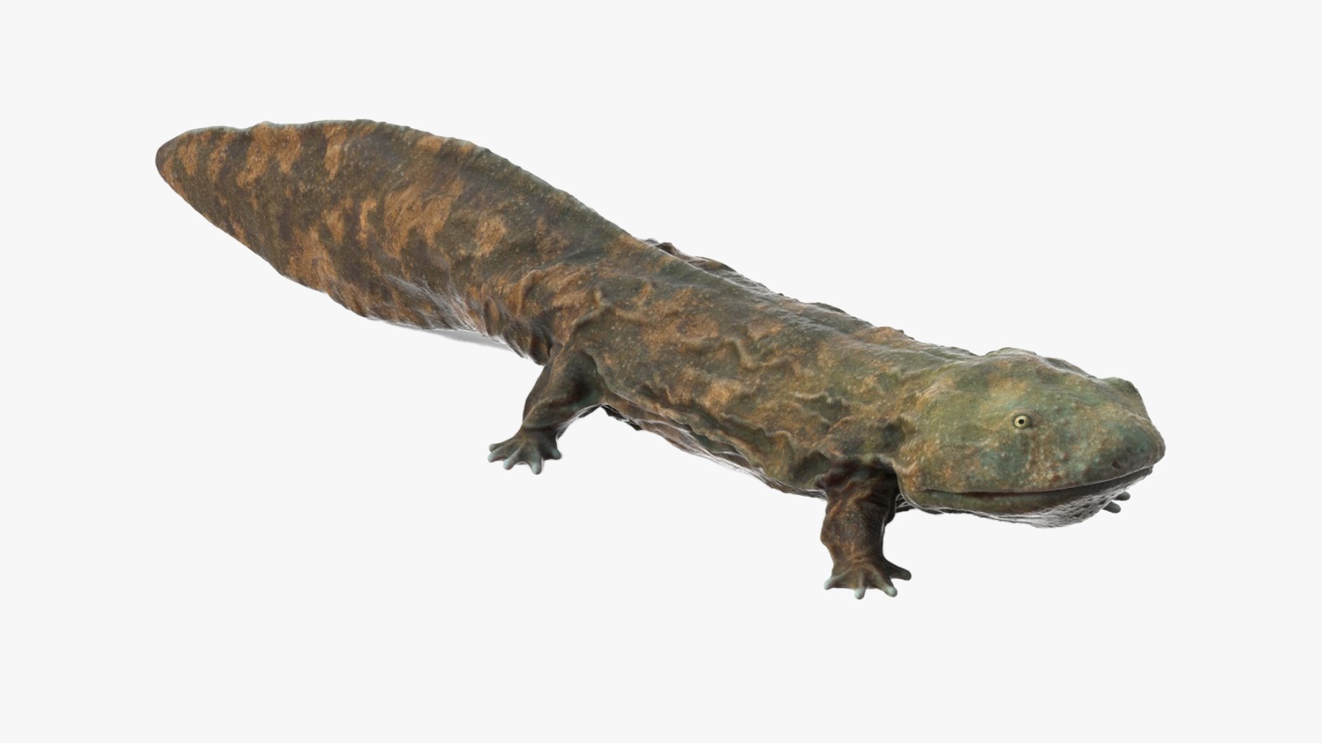 Aquatic Salamander Light Wet Rigged for Maya 3D model preview