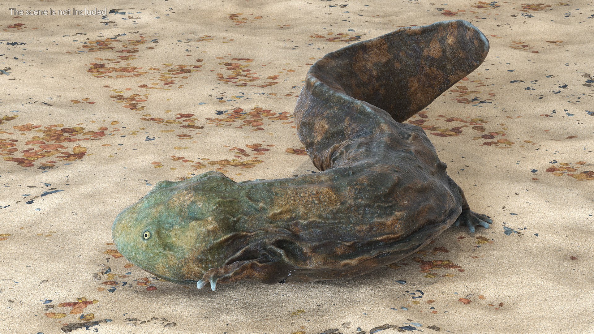 Aquatic Salamander Light Wet Rigged for Maya 3D model https://p.turbosquid.com/ts-thumb/C3/W57y6n/iz/aquaticsalamanderlightwetriggedformaya3dsmodel004/jpg/1721769513/1920x1080/fit_q87/2f70c077297349ed72b1a2b6db552da8e7fcedf7/aquaticsalamanderlightwetriggedformaya3dsmodel004.jpg