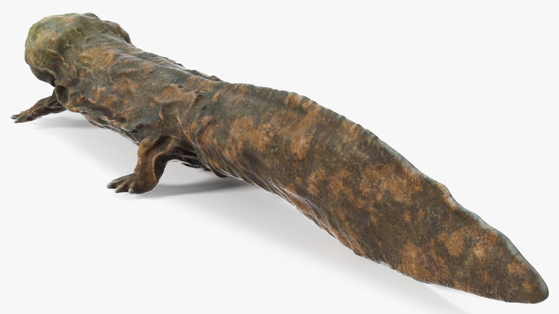 Aquatic Salamander Light Wet Rigged for Maya 3D model https://p.turbosquid.com/ts-thumb/C3/W57y6n/md/aquaticsalamanderlightwetriggedformaya3dsmodel019/jpg/1721769577/1920x1080/fit_q87/01a88bf154b9250390b6c343dd4ba13977825afd/aquaticsalamanderlightwetriggedformaya3dsmodel019.jpg
