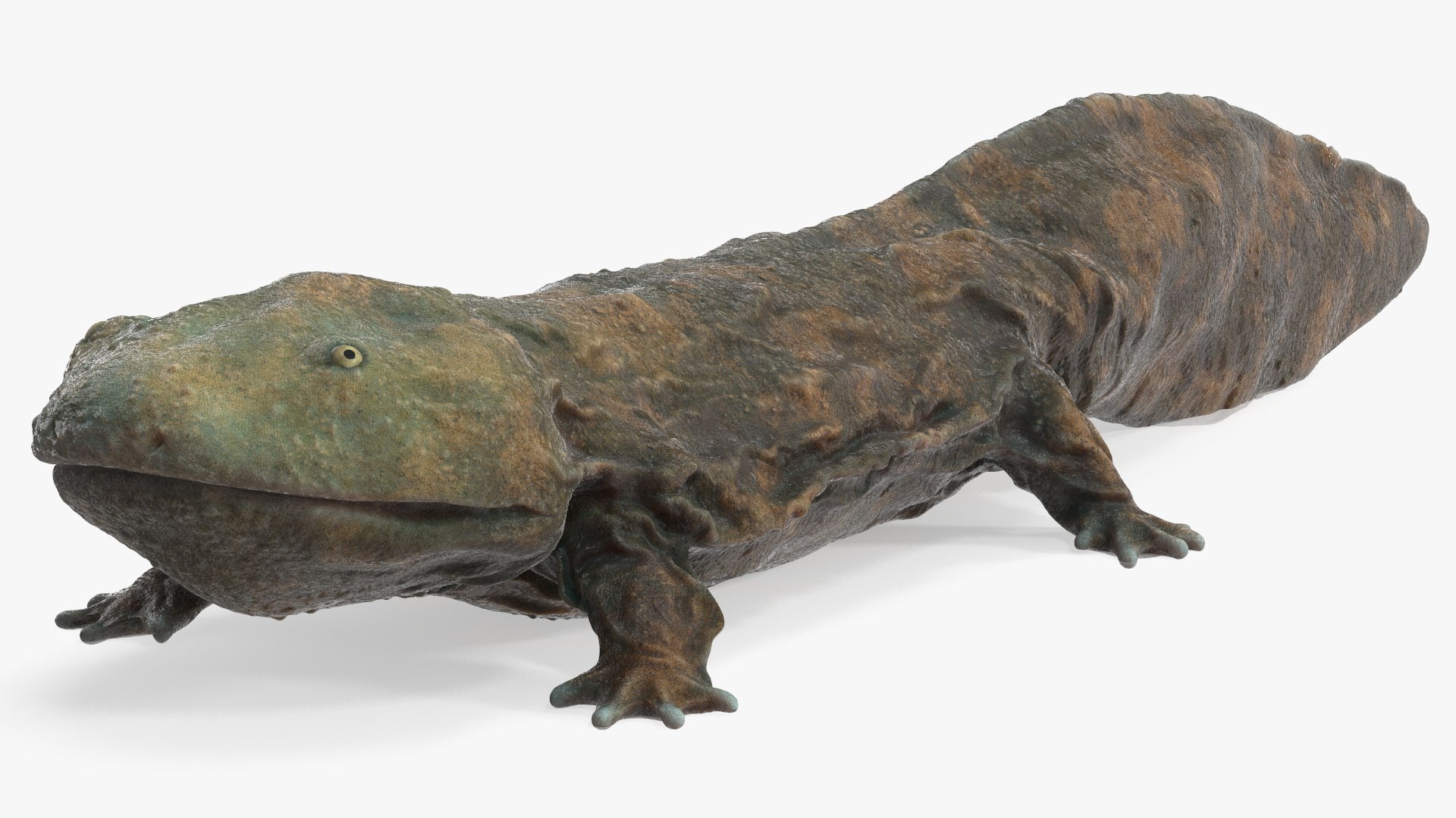 Aquatic Salamander Light Wet Rigged for Maya 3D model https://p.turbosquid.com/ts-thumb/C3/W57y6n/v8/aquaticsalamanderlightwetriggedformaya3dsmodel017/jpg/1721769569/1920x1080/fit_q87/dbdfed321d4e9f55ee5a08223fb837fd803d2ffb/aquaticsalamanderlightwetriggedformaya3dsmodel017.jpg