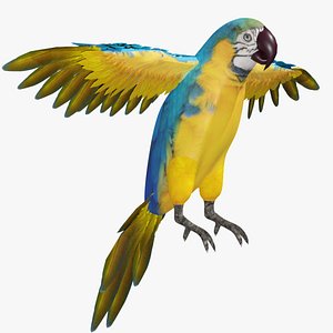 Macaw Parrot model