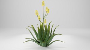 3D ALOE VERA PLANT model