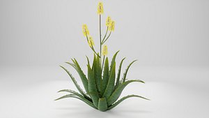 ALOE VERA PLANT