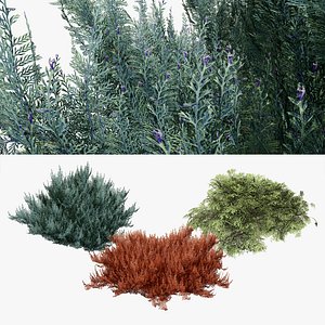 creeping juniper