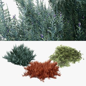 creeping juniper