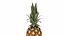 Frutas tropicales